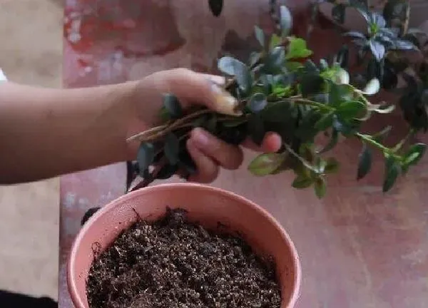 植物扦插|金鱼吊兰扦插时间和方法
