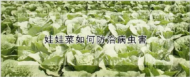 娃娃菜如何防治病虫害 | 自然知识