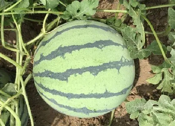 种植方法|西瓜种植时间和方法 栽培管理技术