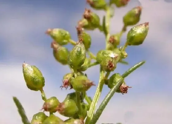 植物百科|沙蒿是什么植物类别