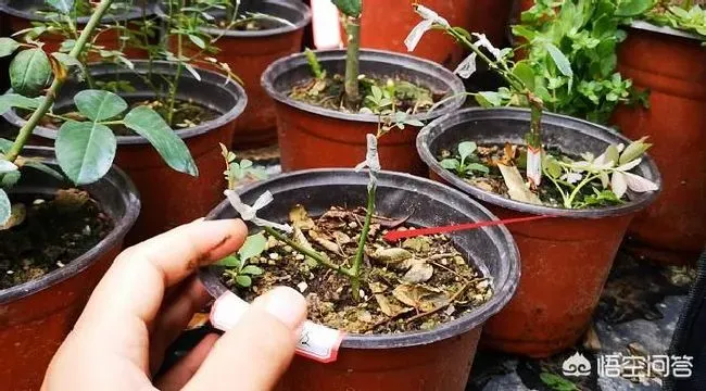 植物嫁接|微型月季的嫁接方法，嫁接月季盆景用什么微月）