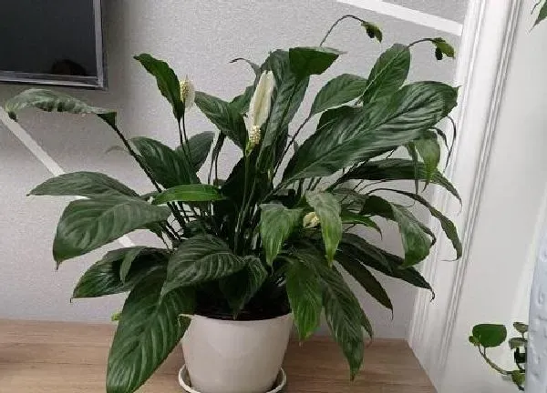 植物浇水|白鹤芋几天浇一次水 春夏秋冬各不同