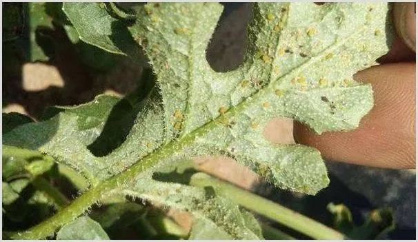 西瓜防治病虫害药剂有哪些 | 种植施肥