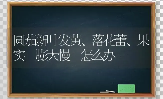 圆茄新叶发黄、落花蕾、果实 膨大慢 怎么办 | 瓜果种植