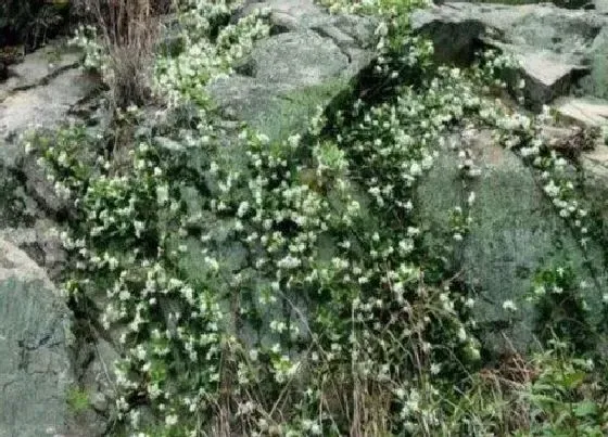 植物百科|苔花是什么植物