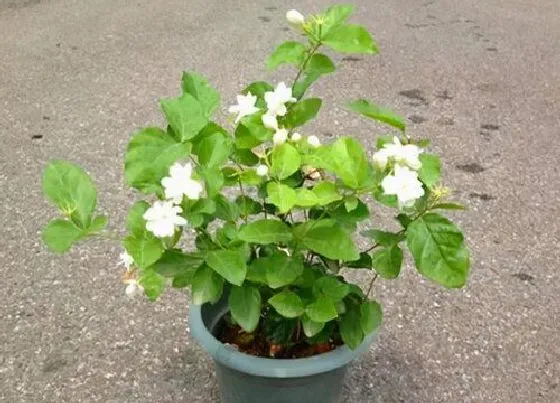 枝叶|茉莉花只长枝叶不开花怎么回事 茉莉只长高不开花分析