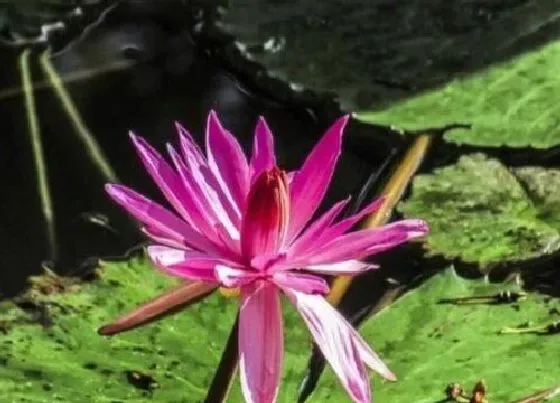 植物排行|水产植物有哪些