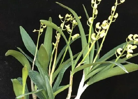 植物毒性|香水兰花香有毒吗 香味有危害吗