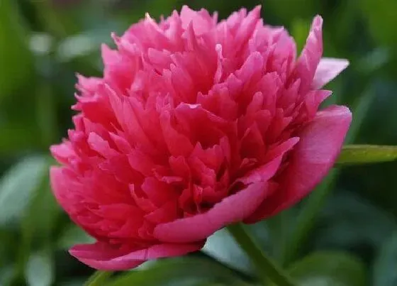 植物百科|芍药开花吗 开花什么样子