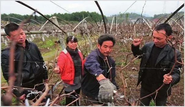 葡萄整形剪枝怎么做 | 养殖技术