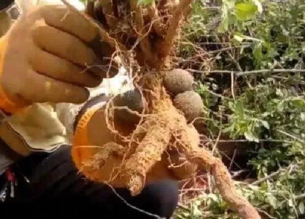 植物生根|凤尾竹怎么修根