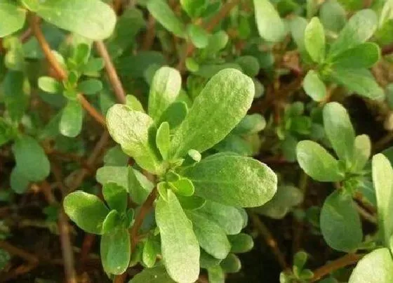 食用须知|马齿苋的花能吃吗