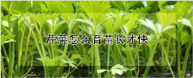 芹菜怎么育苗长才快 | 农业技术