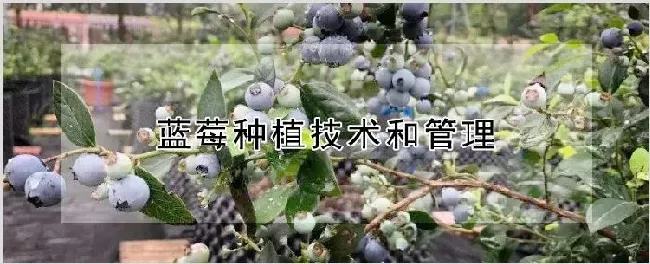 蓝莓种植技术和管理 | 种植技术