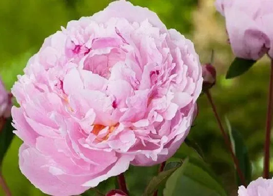 植物百科|芍药开花吗 开花什么样子