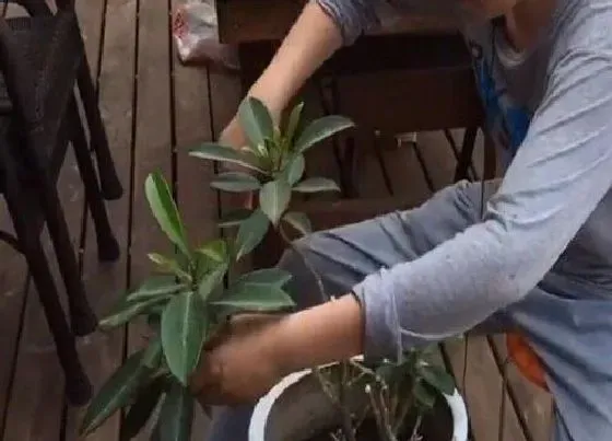 植物修剪|茉莉花什么时候剪枝最好