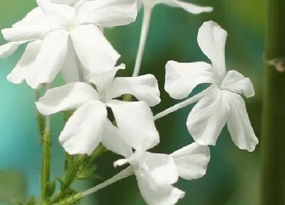 花卉百科|代表理性的花 什么花的花语是冷静理智