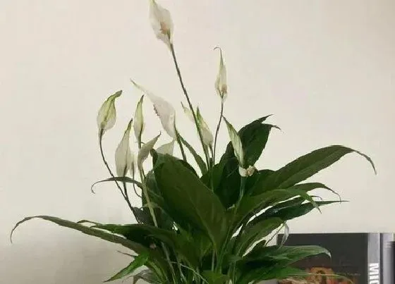 摆放常识|一帆风顺花适合在室内养吗
