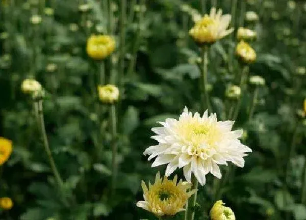 养殖科普|菊花喜欢太阳吗