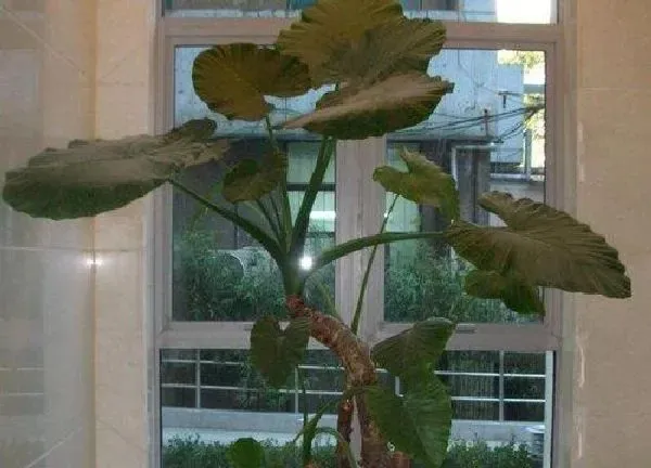 植物移栽|滴水观音什么时候换盆合适