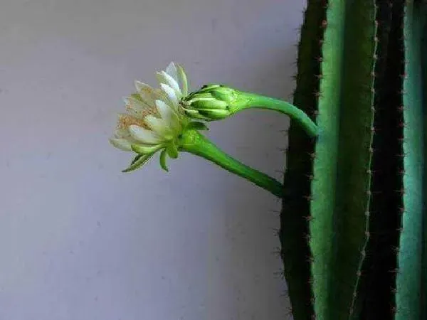 植物浇水|量天尺浇水时间和正确方法