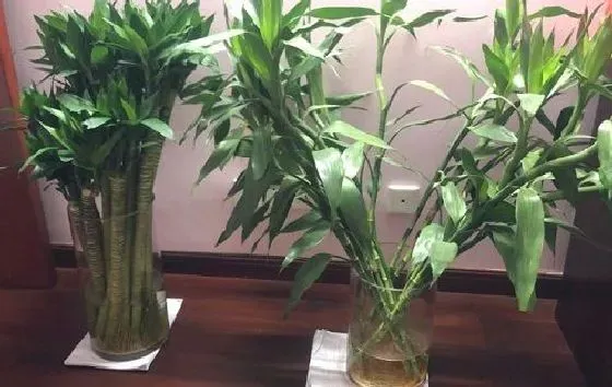 冬天植物|富贵竹怕冷吗 冬天怕不怕冷