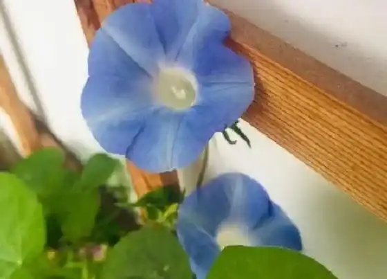 食用须知|喇叭花能吃吗