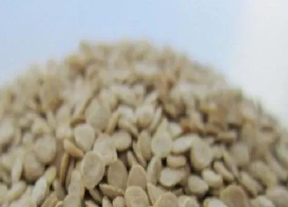 种植管理|西红柿种子直接种可以吗