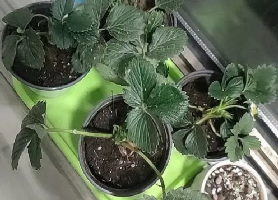 种植管理|草莓苗什么时候种植最好