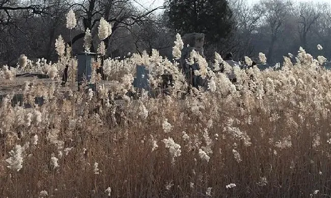 植物百科|荻花和芦苇花的区别图片（和芦苇花相似的花叫什么）