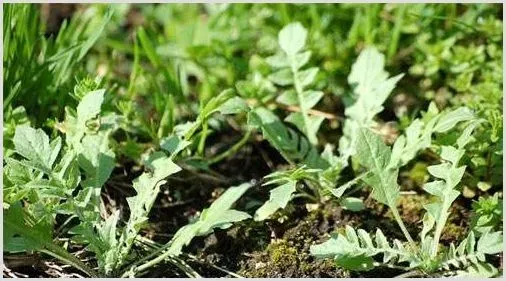 荠菜霜霉病防治措施 | 植物病害