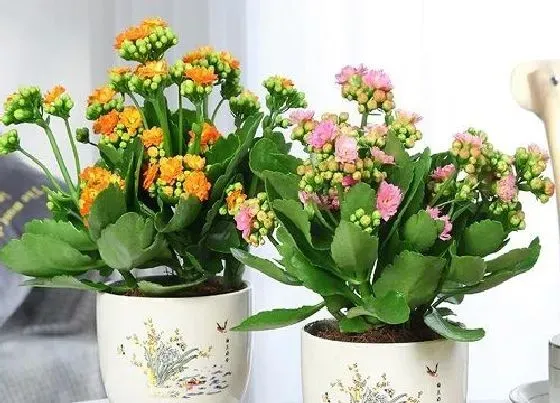 植物百科|长寿花是一年生还是多年生