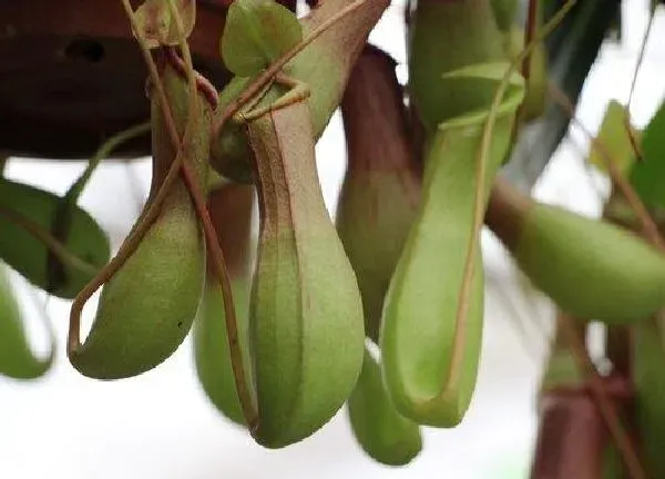 养殖科普|猪笼草喜水吗 属于喜水植物吗