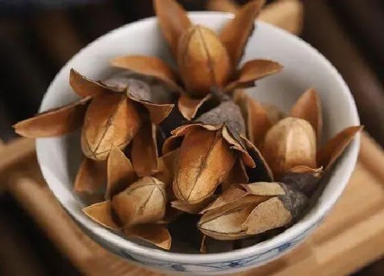 果实成熟|香椿什么时候采摘