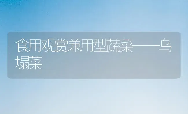 食用观赏兼用型蔬菜——乌塌菜 | 蔬菜种植