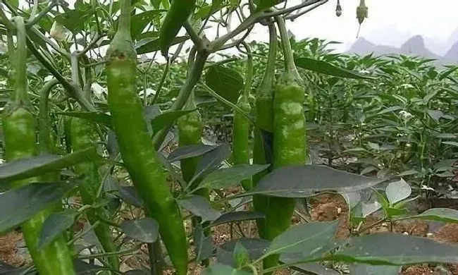 种植管理|辣椒苗需要摘心打顶吗，种植辣椒树什么时候打顶摘掉分枝）