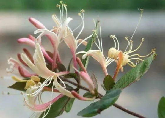 植物百科|金银花又叫什么花