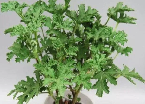 养殖方法|驱蚊草水培好还是土培好