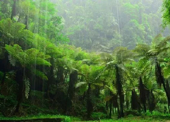 植物百科|桫椤属于什么类植物 被誉为蕨类植物之王