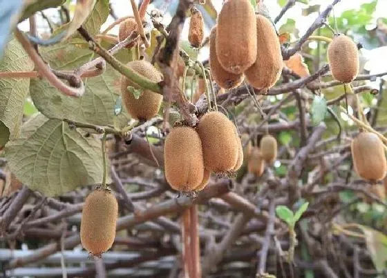 植物百科|猕猴桃有公母之分吗 怎样才能知道是公是母