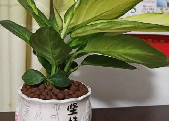 植物价格|万年青多少钱一盆