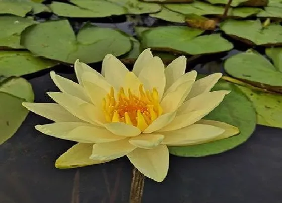 冬天植物|睡莲怕冻吗