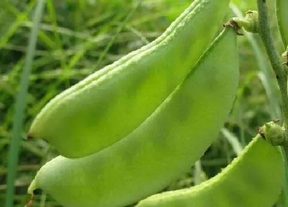食用技巧|扁豆怎么洗才干净