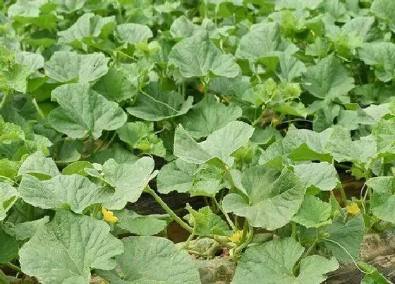 种植管理|哈密瓜几月份种植最好 一年可以种几季