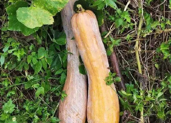 植物百科|南瓜是什么形状