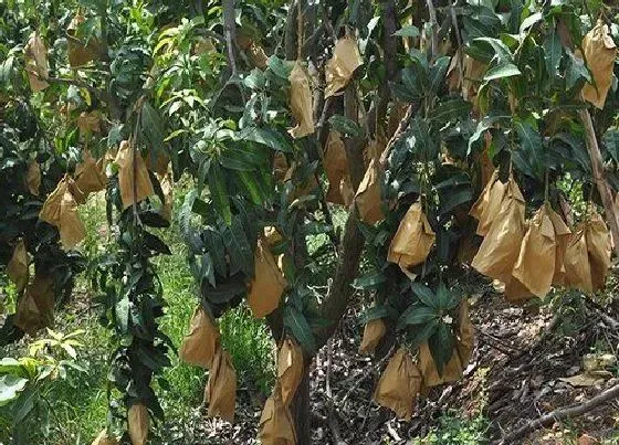 植物百科|芒果生长在什么地方