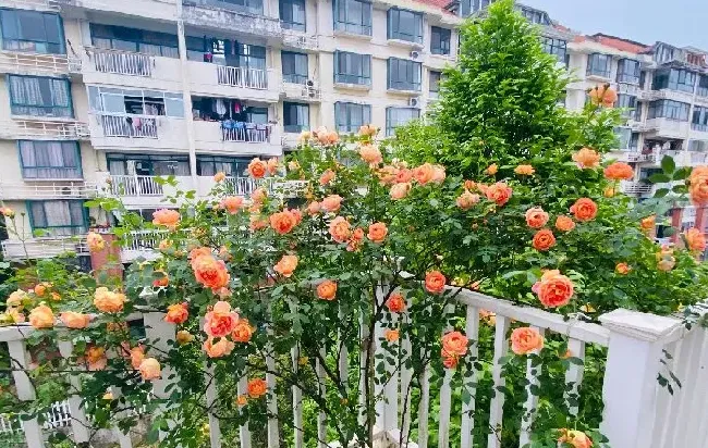 植物百科|夏洛特夫人月季优缺点（藤本夏洛特夫人花期长香味好闻）