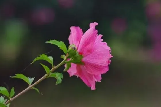 植物修剪|小木槿开花后怎么修剪 开完花后剪枝方法