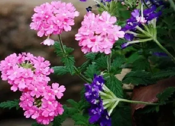植物种类|美女樱是多年生植物吗