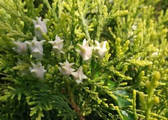 植物百科|松树生长在什么地方